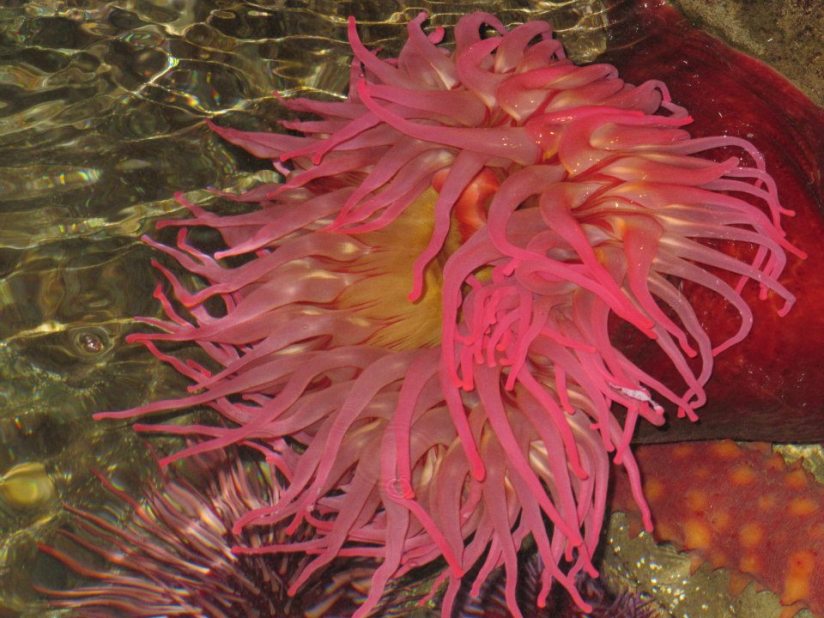 wp_20160117_19_12_53_pro2028229-x2