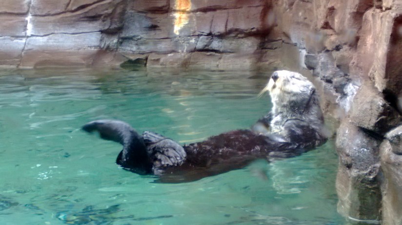 wp_20160117_19_12_53_pro2028229-x2