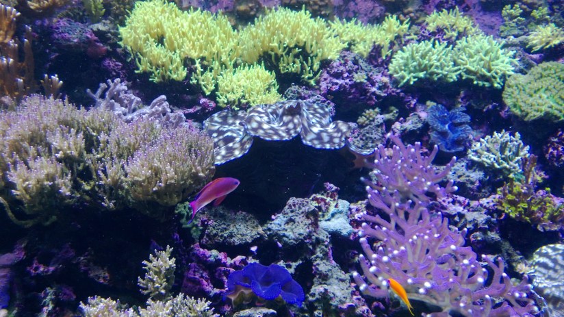 wp_20160117_19_12_53_pro2028229-x2