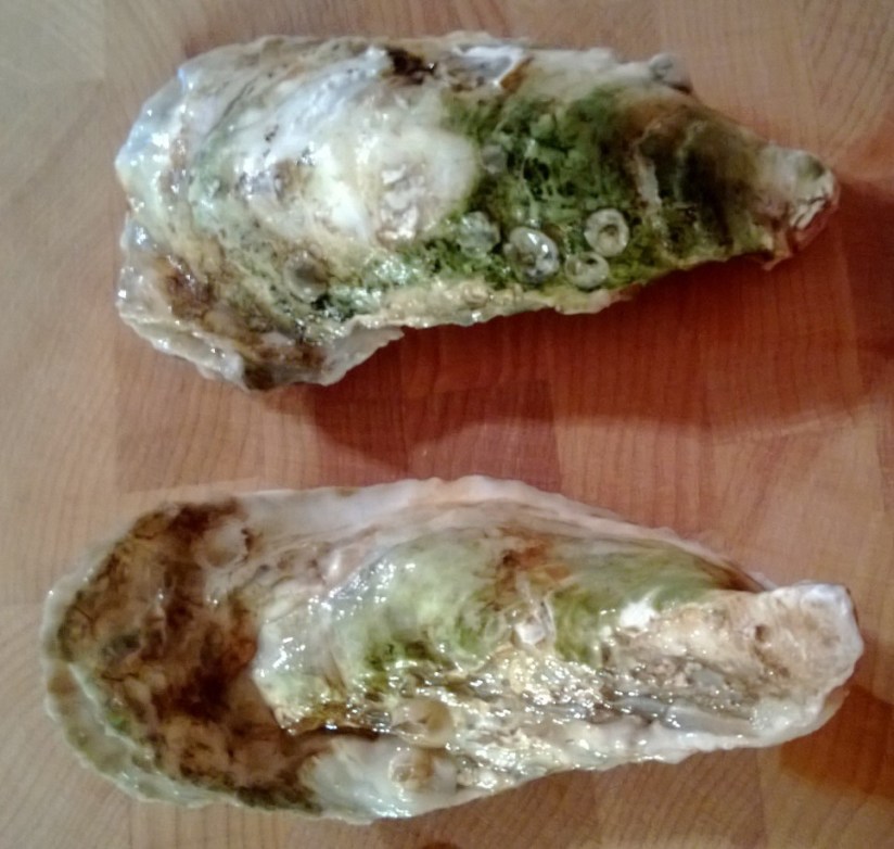 Oysters